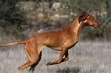 VIZSLA poil court 163